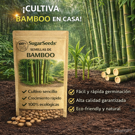 Semillas de PREMIUM ciprés de bambú de la suerte 2x1  (mas de 100 semillas)