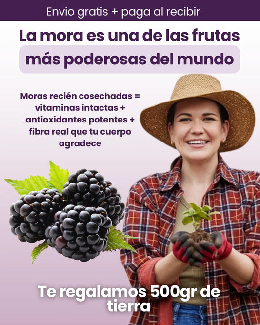 🍇200 Semillas de mora - Cultiva moras jugosas tu propia fuente diaria de antioxidantes