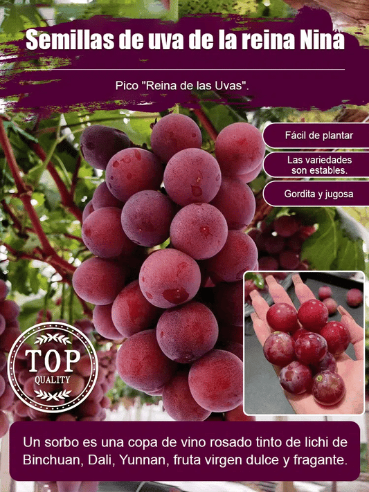 semillas de uva chilena exportacion 💖🔥1 paquete - 50 semillas 2x1   "100 semillas total"