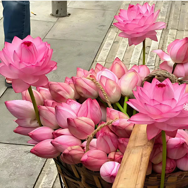20 Semillas de Loto premium Lotus Seeds®-Todo florece cuando tu energía está en armonía… incluso tú