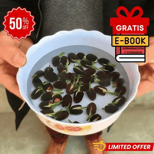 20 Semillas de Loto premium Lotus Seeds®-Todo florece cuando tu energía está en armonía… incluso tú