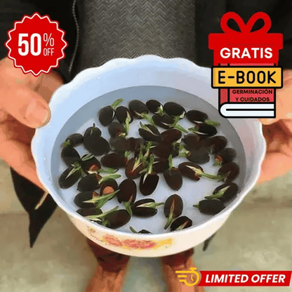 20 Semillas de Loto premium Lotus Seeds®-Todo florece cuando tu energía está en armonía… incluso tú